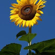 Flora i fauna